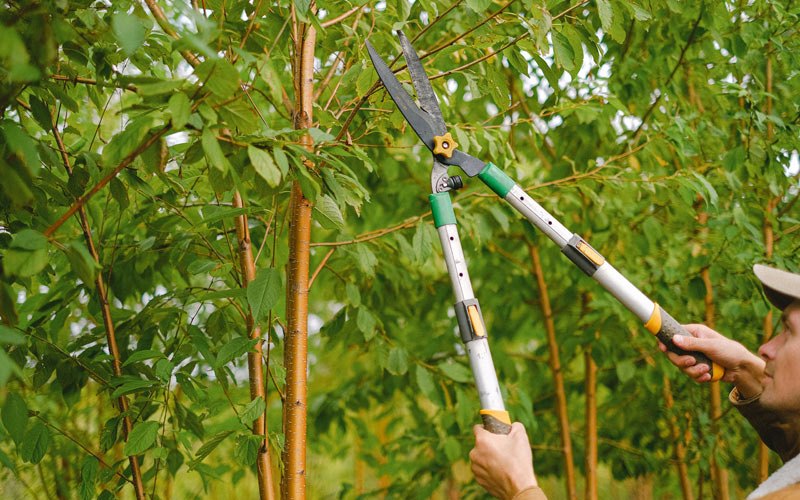 Tree trimming in Carrington, ND
