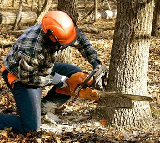 Tree Removal in Carrington, ND